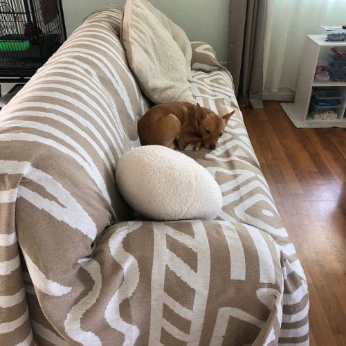 Sarah's dog curled up on a beige CouchCare protector
