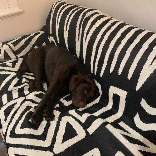 Jay's dog asleep on a black CouchCare protector
