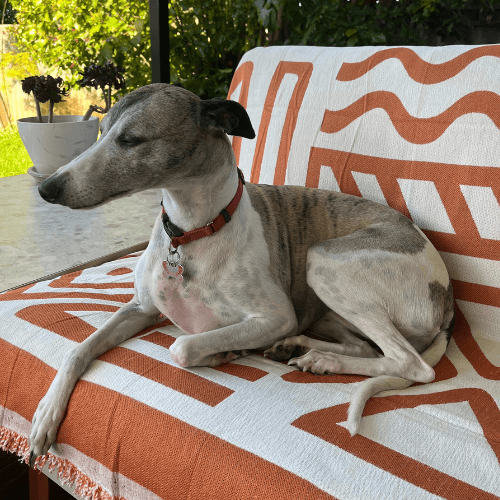 Caitlyn's couch protected by CouchCare