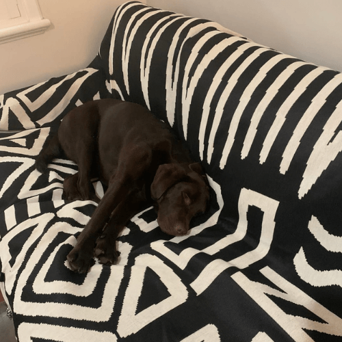 Jay's couch protected by CouchCare