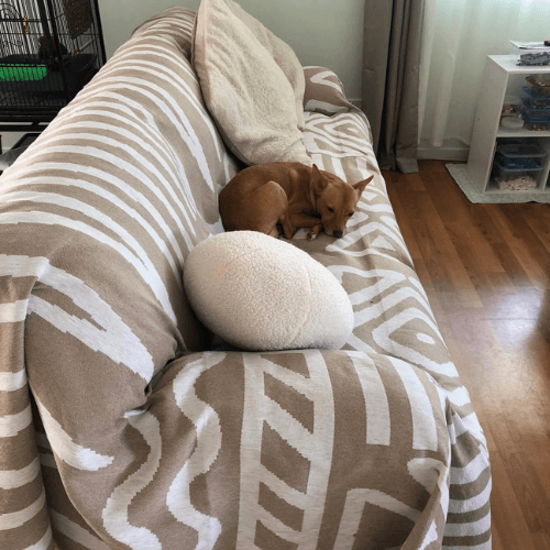 Sarah's couch protected by CouchCare